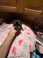 Anna, a female Yorkshire Terrier for sale in Alvord, IA – 3 of 4
