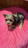 Rapunzel , a female Yorkshire Terrier for sale in Alvord, IA – 6 of 7