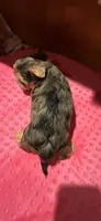 Sally, a female Yorkshire Terrier for sale in Alvord, IA – 4 of 10