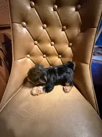 Max , a male Yorkshire Terrier for sale in Alvord, IA – 2 of 7
