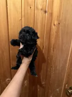 Midnight, a male Yorkshire Terrier for sale in Alvord, IA – 5 of 6