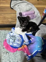 River-tiny baby , a female Yorkshire Terrier for sale in Alvord, IA – Photo 3 of 3