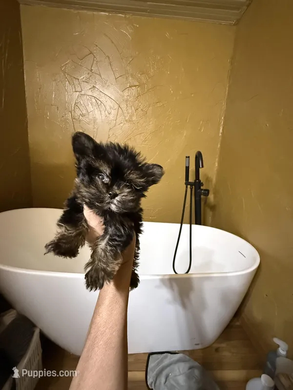 River-tiny baby  – Yorkshire Terrier puppy for sale in Alvord, IA