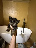 River-tiny baby , a female Yorkshire Terrier for sale in Alvord, IA – Photo 1 of 3