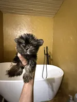 River-tiny baby , a female Yorkshire Terrier for sale in Alvord, IA – Photo 2 of 3