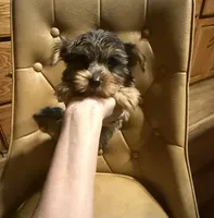 Diego, a male Yorkshire Terrier for sale in Alvord, IA – 2 of 10
