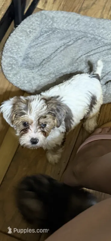 Daisy – Yorkshire Terrier puppy for sale in Alvord, IA