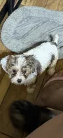 Daisy, a female Yorkshire Terrier for sale in Alvord, IA – 1 of 9