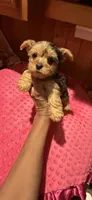 Sally, a female Yorkshire Terrier for sale in Alvord, IA – 5 of 10