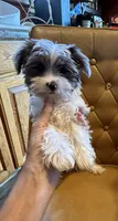 Dezi , a female Yorkshire Terrier for sale in Alvord, IA – 2 of 10