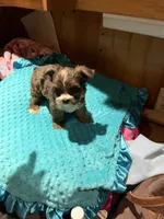 Rex, a male Yorkshire Terrier for sale in Alvord, IA – 6 of 7