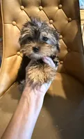 Bailey Jr, a female Yorkshire Terrier for sale in Alvord, IA – 2 of 10