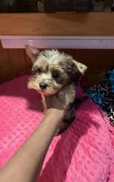 Rapunzel , a female Yorkshire Terrier for sale in Alvord, IA – 2 of 7