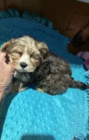 Bruce , a male Yorkshire Terrier for sale in Alvord, IA – 3 of 9