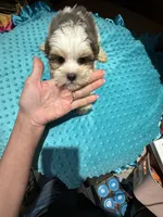 Harry, a male Yorkshire Terrier for sale in Alvord, IA – 2 of 8