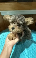 Picasso jr, a male Yorkshire Terrier for sale in Alvord, IA – 5 of 7