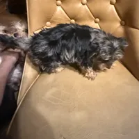 Diego, a male Yorkshire Terrier for sale in Alvord, IA – 7 of 10