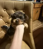 Diego, a male Yorkshire Terrier for sale in Alvord, IA – 4 of 10