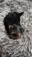 Bailey Jr, a female Yorkshire Terrier for sale in Alvord, IA – 4 of 10