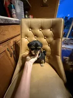Chewy, a male Yorkshire Terrier for sale in Alvord, IA – 6 of 7