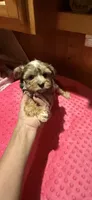 Denali, a female Yorkshire Terrier for sale in Alvord, IA – 5 of 10