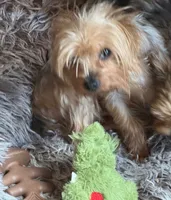 Rosie, a female Yorkshire Terrier for sale in Alvord, IA – 4 of 4