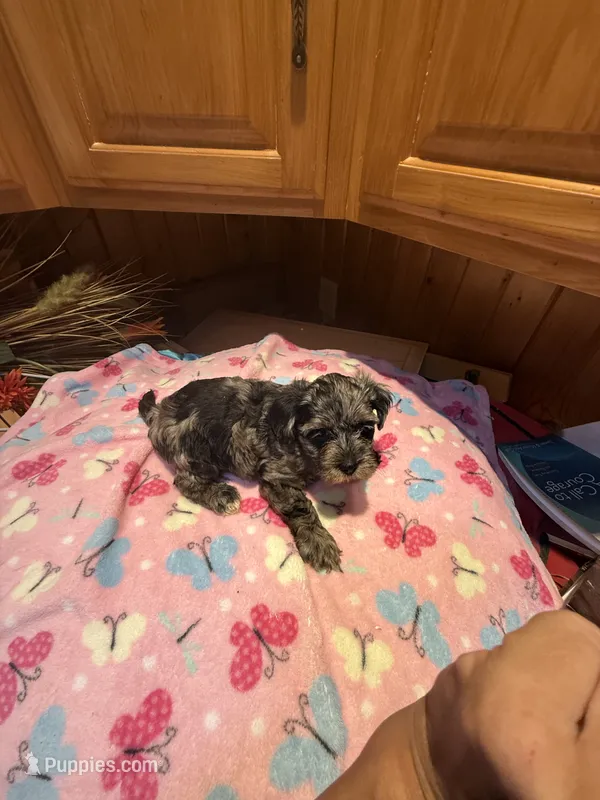 Bluey 2 – Yorkshire Terrier puppy for sale in Alvord, IA