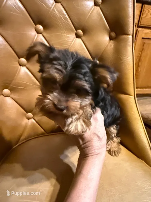 Spot – Yorkshire Terrier puppy for sale in Alvord, IA