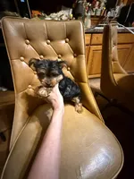 Spot, a male Yorkshire Terrier for sale in Alvord, IA – Photo 5 of 5