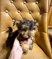 Spot, a male Yorkshire Terrier for sale in Alvord, IA – Photo 4 of 5