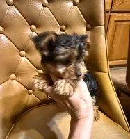 Spot, a male Yorkshire Terrier for sale in Alvord, IA – Photo 3 of 5