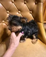 Spot, a male Yorkshire Terrier for sale in Alvord, IA – Photo 2 of 5