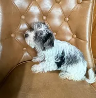 Dezi , a female Yorkshire Terrier for sale in Alvord, IA – Photo 3 of 8