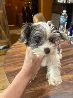 Dezi , a female Yorkshire Terrier for sale in Alvord, IA – Photo 1 of 8