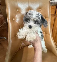 Dezi , a female Yorkshire Terrier for sale in Alvord, IA – Photo 6 of 8