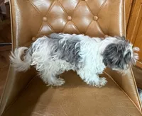 Dezi , a female Yorkshire Terrier for sale in Alvord, IA – Photo 8 of 8