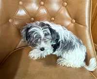 Dezi , a female Yorkshire Terrier for sale in Alvord, IA – Photo 5 of 8