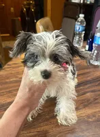 Dezi , a female Yorkshire Terrier for sale in Alvord, IA – Photo 2 of 8