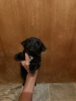 Midnight, a male Yorkshire Terrier for sale in Alvord, IA – 4 of 6