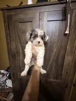 Dezi , a female Yorkshire Terrier for sale in Alvord, IA – 10 of 10