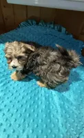 Bruce , a male Yorkshire Terrier for sale in Alvord, IA – 9 of 9