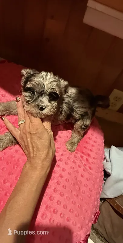 Belle, a female Yorkshire Terrier for sale in Alvord, IA – 1 of 7