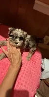 Belle, a female Yorkshire Terrier for sale in Alvord, IA – 1 of 7
