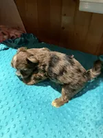 Rex, a male Yorkshire Terrier for sale in Alvord, IA – 2 of 7