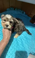 Winston, a male Yorkshire Terrier for sale in Alvord, IA – 3 of 7