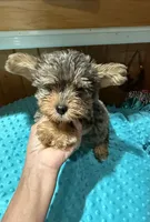 Picasso jr, a male Yorkshire Terrier for sale in Alvord, IA – 2 of 7