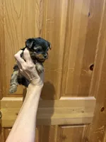 Gizmo, a male Yorkshire Terrier for sale in Alvord, IA – 3 of 6