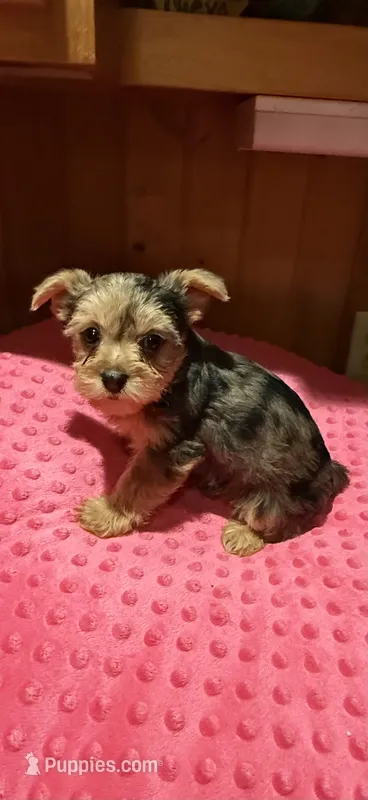 Sally – Yorkshire Terrier puppy for sale in Alvord, IA