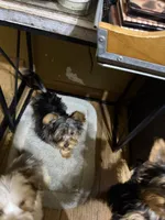 Diego, a male Yorkshire Terrier for sale in Alvord, IA – 10 of 10