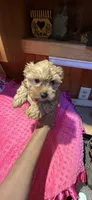 Goldie , a female Yorkshire Terrier for sale in Alvord, IA – 7 of 7